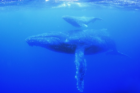 親子のザトウクジラ