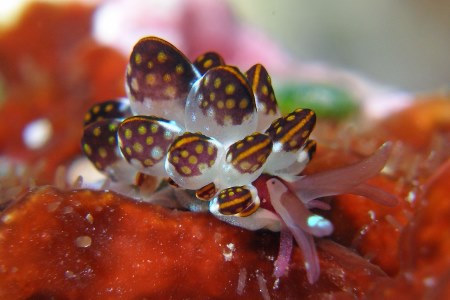 カノコウロコウミウシ