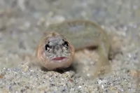 シモフリカエルアマダイ